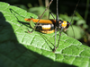 Meruterrana elegans Sjöstedt, 1912: female (Kenya, Meru Forest Reserve Mt). (Otu).