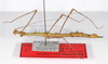 CollectionObject 1560182; c402b55a-31b7-4bdc-802a-1682b5531fe9: copyright ZMB, Berlin. female, lateral view (paratype). (CollectionObject).;CollectionObject 1560183; c41a5ffd-ed43-4f7b-9cd3-0258f3494ac7: copyright ZMB, Berlin. female, lateral view (paratype). (CollectionObject).