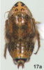Habitus, dorsal view on Bretega quinispiverpa Stiller, 2017: Habitus, male, dorsal view. (Observation).