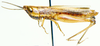 female, lateral view. Depicts Quangula minuta Uvarov, 1953, an Otu.