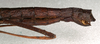 CollectionObject 1560780; NMW 386, 55b5e1c4-e52e-4dc6-a695-dbe24ee2d0b5: copyright NMW, Vienna. female: end of abdomen, lateral view (paralectotype). (CollectionObject).