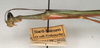 CollectionObject 1558322; 7ff21e99-9d88-4bd6-b952-4f593ddb8293: copyright NMW, Vienna. male: head and thorax, lateral view (syntype). (CollectionObject).;CollectionObject 1558323; 07044e65-6ba6-459f-9751-16fe7544b36a: copyright NMW, Vienna. male: head and thorax, lateral view (syntype). (CollectionObject).