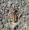 CollectionObject 1497276; 3ade96f9-6c8f-46c1-ad03-15fc28eb03b2: male, dorsal view. (CollectionObject).