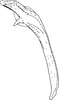 Aedeagus, lateral view: Aedeagus, lateral view. (Observation).