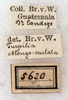 CollectionObject 1576499; NMW 5620, 825738e1-4dcc-45d6-ac1e-f10dec860c60: labels (paralectotype). (CollectionObject).