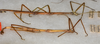 CollectionObject 1559010; b1b7af32-929c-4341-b187-0c427688e1ac: copyright USNM, Washington. (CollectionObject).;CollectionObject 1559011; 4b79db5f-56ee-41d9-945c-417a68134647: copyright USNM, Washington. (CollectionObject).
