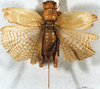 CollectionObject 1505096; 36d5f59e-0d57-4186-8afa-f2eb570de1a8, DORSA D015SF01: female, dorsal view. (CollectionObject).