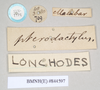 Lonchodes brevipes Gray, 1835: copyright Natural History Museum, London. female, data labels of synonym Lonchodes pterodactylus (syntype). (Otu).