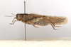 CollectionObject 1528845; adf97be6-45b3-4d97-9850-9388a478688a: male, lateral view (syntype). (CollectionObject).