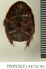 CollectionObject 1572932; ba13581b-09ec-44e8-8903-86b31e122931: Copyright Natural History Museum, London. Non-type (adult female) in BM(NH). Ventral view. (CollectionObject).