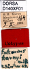 CollectionObject 1505151; e0b931a9-52a6-4f35-bbd7-29430ff82015: labels (syntype). (CollectionObject).