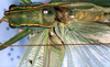 CollectionObject 1504095; 0dd4b7d3-6b58-4d95-b35c-96b71c1747df: male pronotum and wings (holotype). (CollectionObject).
