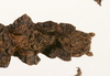 CollectionObject 1562366; 18015c91-8d6b-4b85-b5ad-3bd2e02bbe64: copyright ZMUH, Hamburg. female: end of abdomen, dorsal view (syntype). (CollectionObject).
