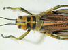 CollectionObject 1498688; 4746ba91-851a-4eab-8bfa-fe04b2b3381f: female head and pronotum, dorsal view. (CollectionObject).