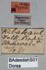 CollectionObject 1575296; c6a11c8b-c76c-4336-90a3-c625bfdcd5a9: female, labels (allotype). (CollectionObject).