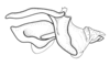 Propedies microsanguineus Cigliano & Lange, 1998: Fig. 2A. Complete phallic complex, without epiphallus lateral, male. (Otu).