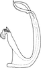Aedeagus, lateral view on Eurhadina (Singhardina) prima Dworakowska, 2002: Aedeagus, lateral view. (Observation).