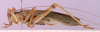 CollectionObject 1530758; 5e5dc9e4-f78b-44bc-be58-07d68236dd06: male, lateral view. (CollectionObject).