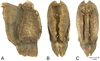 CollectionObject 1567255; cccf614c-f295-425a-9c2d-5325fc788f4e: copyright SMNK Karlsruhe/Thomas Van de Kamp. eggs (paratypes). (CollectionObject).