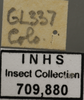 Other on Deltocephalus castoreus Ball, 1899: Labels. Labels for the specimen used for the dorsal, lateral and face images. (Observation).