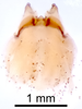 CollectionObject 1523108; b57afcf4-05fa-4197-af9d-3b5c8bcace13: Male genitalia, dorsal view (holotype). (CollectionObject).