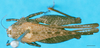 CollectionObject 1477033; e8d5507a-1b25-443c-82e2-a3ed8858beca: male, dorsal view (syntype of Coptotettix annulipes). (CollectionObject).
