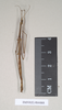 CollectionObject 1557944; NHMUK(SF IMPORT DUPLICATE) 844868, ee457233-8ef0-4557-8957-a691c91a0b8d: copyright Natural History Museum, London. male (holotype). (CollectionObject).