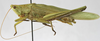 CollectionObject 1541895; af4987ce-7c2a-4a56-b567-818871fc36fc: male, lateral view (paratype of Homorocoryphus deminutus). (CollectionObject).