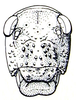 Bullacris intermedia (Péringuey, 1916): Fig. 11.4. female face. (Otu).