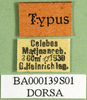 CollectionObject 1501632; bd083f2f-ef76-4f2e-97de-be7a489cb965, DORSA BA000139S01: labels (holotype). (CollectionObject).