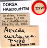 CollectionObject 1507068; 5af54f2f-a836-485b-9fe9-55a654a3e449: labels (holotype of Acrida curta). (CollectionObject).