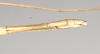 CollectionObject 1558030; b13e432c-573d-4544-bada-a88b6f3572c8: copyright Natural History Museum, London. female: end of abdomen, lateral view (syntype). (CollectionObject).;CollectionObject 1558031; e7723eee-9b4e-43ca-bac0-c5aad6b05318: copyright Natural History Museum, London. female: end of abdomen, lateral view (syntype). (CollectionObject).