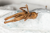 CollectionObject 1537339; 61d365f1-11bd-44b2-ab9d-920770231826: male, ventral view (syntype #2). (CollectionObject).