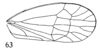 Forewing: (Observation).