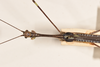 CollectionObject 1560597; fab6d130-aa08-4e22-84f4-e61b5efd3ef2: copyright OUMNH. male: head & thorax, dorsal view of Phasma (Necroscia) filum (holotype). (CollectionObject).