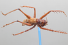 CollectionObject 2229687; b0bc9c22-3f28-4552-89af-a3bde19e6cb7: Male, dorsal habitus. (CollectionObject).