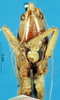 CollectionObject 1537642; c00536cf-ff25-4bca-bbe8-5488de7514ba: male frons. (CollectionObject).