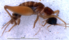 CollectionObject 1527814; bc4dfacf-865f-4a6e-bc4e-a8e0dd23f194: male, lateral view (holotype). (CollectionObject).
