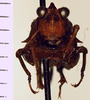 CollectionObject 1523093; 91b6c11a-ed19-404d-a43a-e9eedd9379af, ANSPType No. 5476: (CollectionObject).