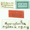 CollectionObject 1585768; 08c13fe3-1bc1-4da2-9b46-f30d14a001ff: labels (syntype). (CollectionObject).