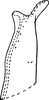 Subgenital plate: !! display not done !! on Ossiannilssonola appendiculata (Malloch, 1920): Subgenital plate. (Observation).