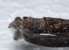 CollectionObject 1576229; 4592d0ec-43d0-477b-89d4-d1c2b60067e1: copyright ZRC, Singapore. female: end of abdomen, dorsal view (holotype). (CollectionObject).