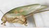 CollectionObject 1552392; d729cd2e-a76b-424f-b0e2-dc0be69c6ef6: female, lateral view. (CollectionObject).