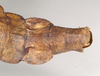 CollectionObject 1557527; NHMUK(SF IMPORT DUPLICATE) 845098, c04b87f0-7e74-4660-85e2-5ca7fe34a925: copyright Natural History Museum, London. female: end of abdomen, dorsal view (holotype). (CollectionObject).