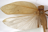 CollectionObject 1530611; 75b9f494-bc18-4816-9ec7-cc3fc931d795: male, dorsal view (holotype). (CollectionObject).