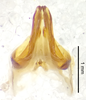 CollectionObject 1523704; 6421faa9-6fd3-46c3-a081-aed7a65a9355, ANSPType no. 5433: male genitalia, ventral view (holotype). (CollectionObject).