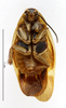 CollectionObject 1587364; MNHN(SF IMPORT DUPLICATE) MNHN-EP-EP984, c625b095-9f4f-4f1f-87af-49236aaa1872: CC BY-NC-ND 4.0/MNHN - Depraetere Marion - 2014. Syntype, female, of variegata Shelford, 1907. Specimen number: MNHN-EP-EP984. http://coldb.mnhn.fr/catalognumber/mnhn/ep/ep984. (CollectionObject).