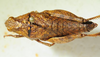 CollectionObject 1498698; e635f42f-e230-4b9e-b777-9f05fe07814c: female, dorsal view. (CollectionObject).
