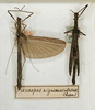 CollectionObject 1561323; f7220034-165b-40c8-aa85-01165377808f: copyright MNHN, Paris. male of synonym Prexaspes nigromaculatus (syntypes). (CollectionObject).
