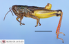 CollectionObject 1514172; f387e102-2a78-4152-b99a-1464d10522f1: male, lateral view (holotype). (CollectionObject).
